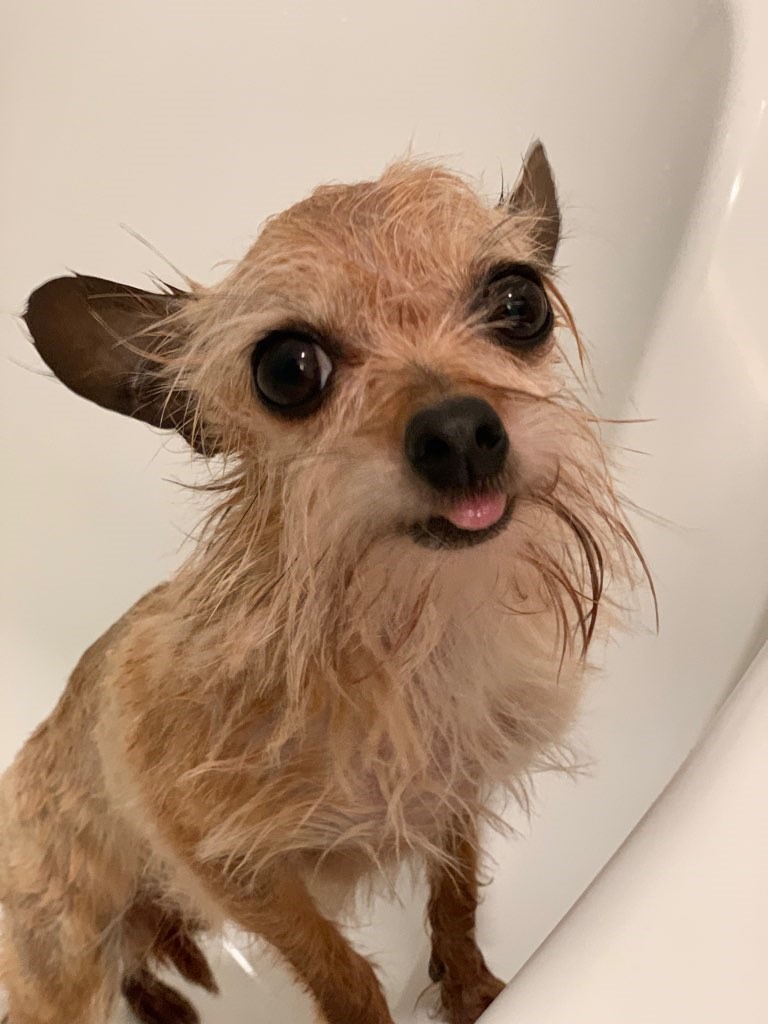 Flea Facts and Treatments for your Pets