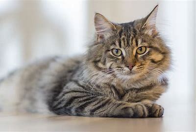 Treating Your Cats Tapeworms at Home