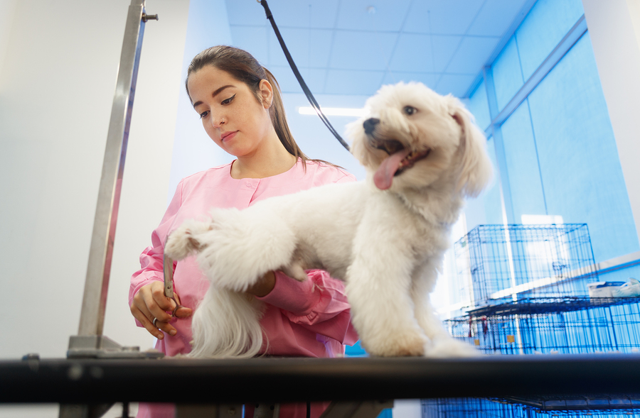 How to Start Your Own Pet Grooming Business